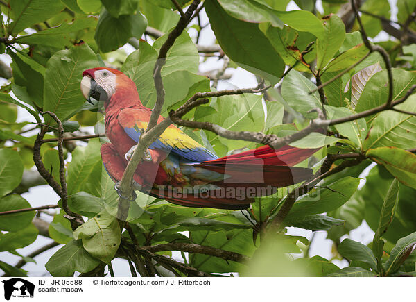 scarlet macaw / JR-05588