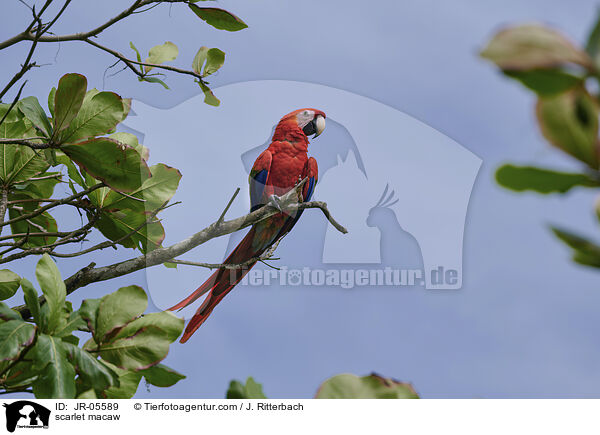 scarlet macaw / JR-05589