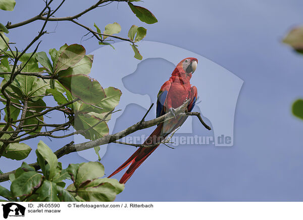 scarlet macaw / JR-05590