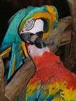 macaw and yellow macaw