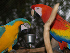 macaw and yellow macaw
