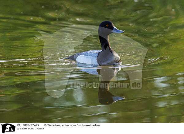 greater scaup duck / MBS-27479