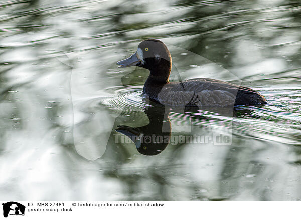 greater scaup duck / MBS-27481