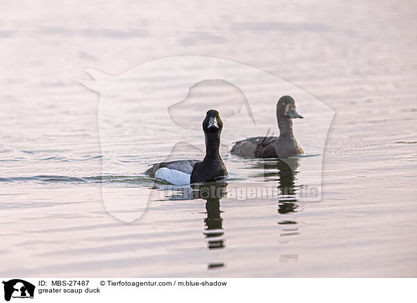 greater scaup duck / MBS-27487