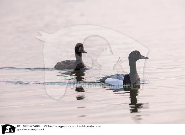 greater scaup duck / MBS-27488