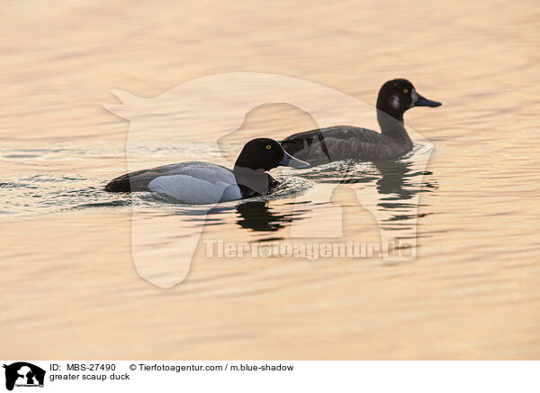 greater scaup duck / MBS-27490
