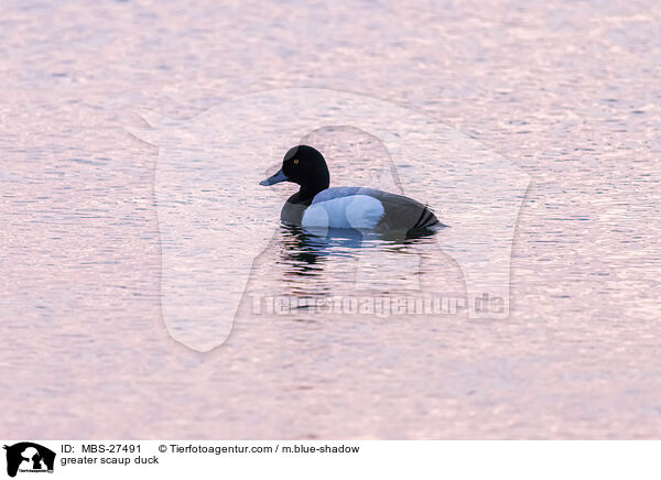 greater scaup duck / MBS-27491