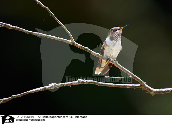 scintillant hummingbird / JR-05870