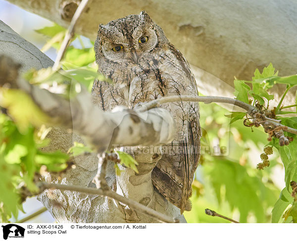 sitting Scops Owl / AXK-01426