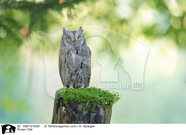 Scops Owl / HSP-01606