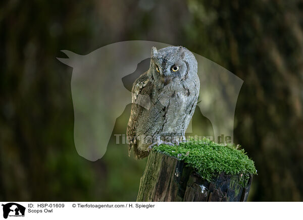 Scops Owl / HSP-01609