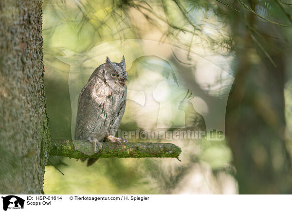 Scops Owl / HSP-01614