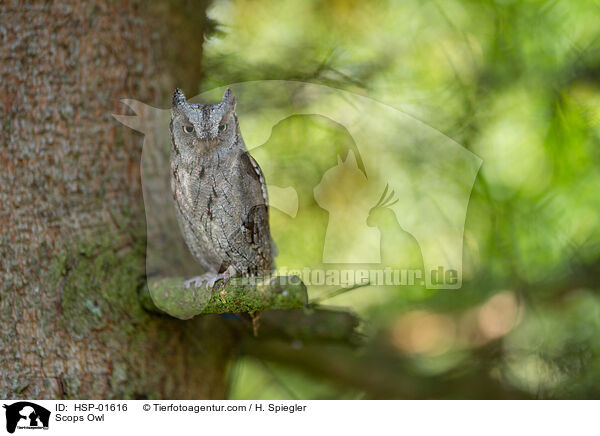 Scops Owl / HSP-01616