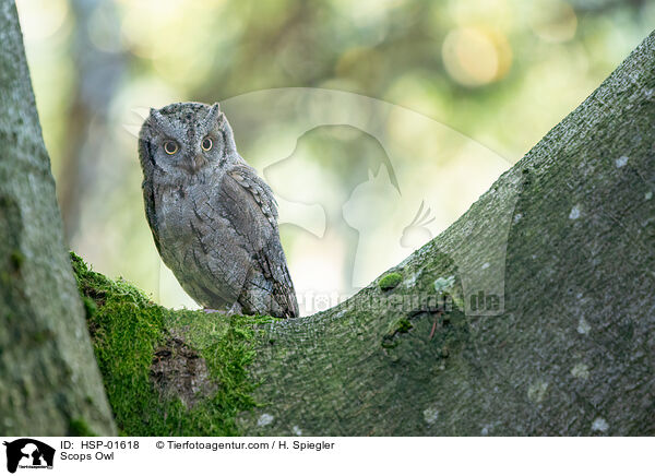Scops Owl / HSP-01618