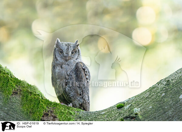 Scops Owl / HSP-01619