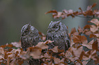 sitting Scops Owls