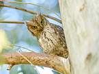 sitting Scops Owl