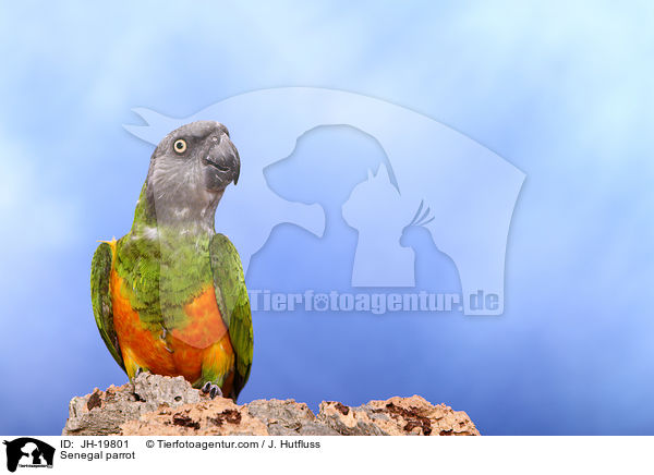 Senegal parrot / JH-19801