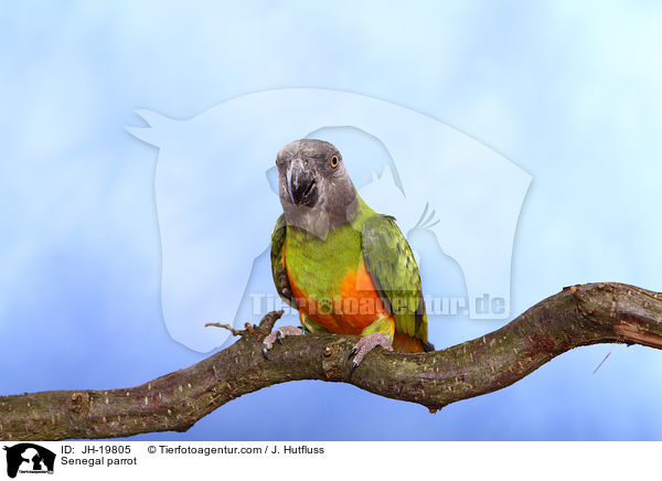 Senegal parrot / JH-19805