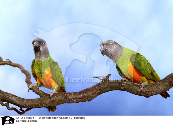 Senegal parrots / JH-19806