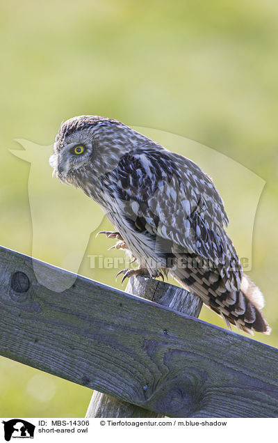short-eared owl / MBS-14306