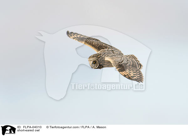 short-eared owl / FLPA-04010