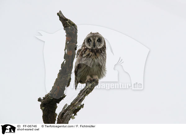 short-eared owl / FF-06746