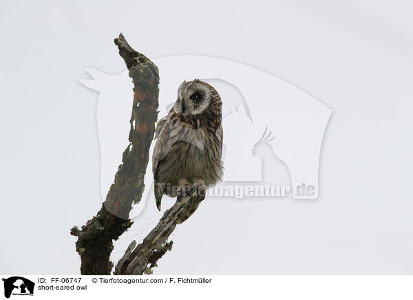 short-eared owl / FF-06747