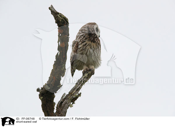 short-eared owl / FF-06748