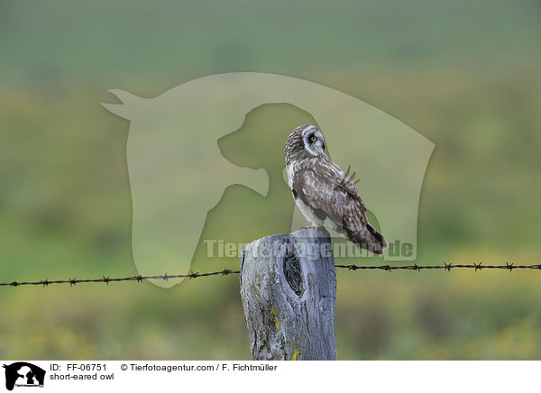 short-eared owl / FF-06751