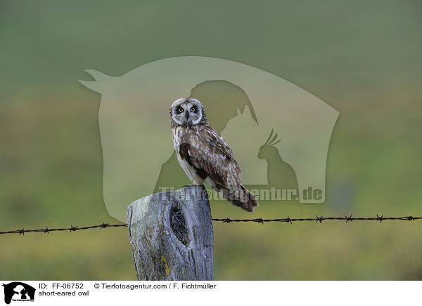 short-eared owl / FF-06752
