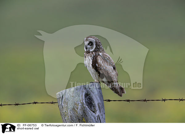 short-eared owl / FF-06753