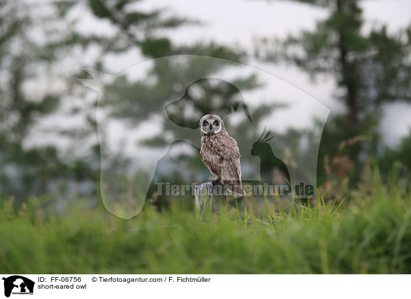 short-eared owl / FF-06756