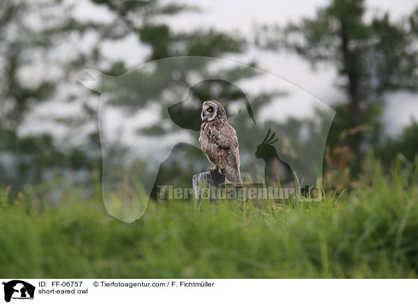 short-eared owl / FF-06757
