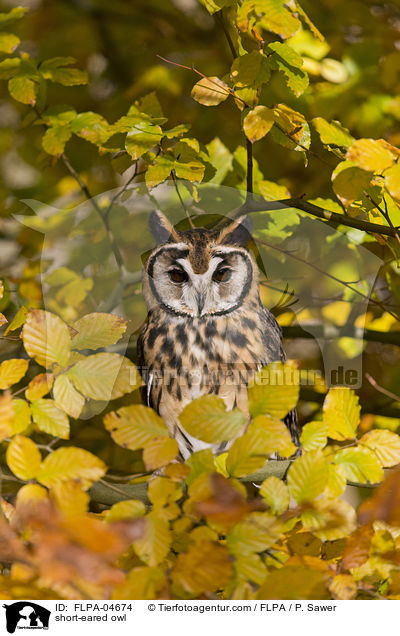 short-eared owl / FLPA-04674