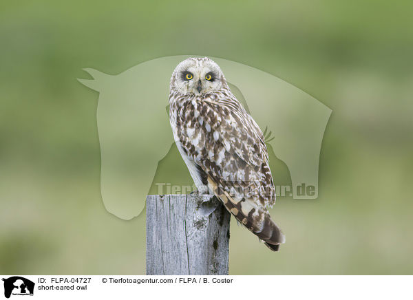 short-eared owl / FLPA-04727