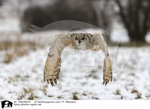 flying siberian egale owl / PW-06070