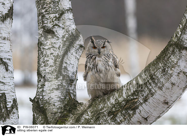 sitting siberian egale owl / PW-06071