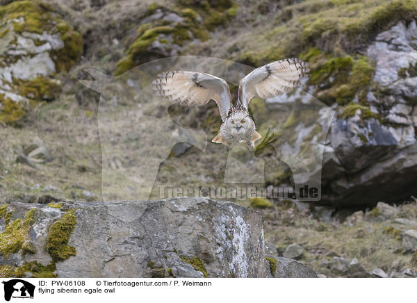 flying siberian egale owl / PW-06108