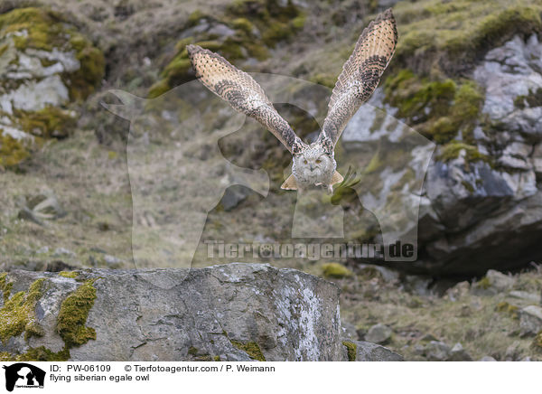 flying siberian egale owl / PW-06109
