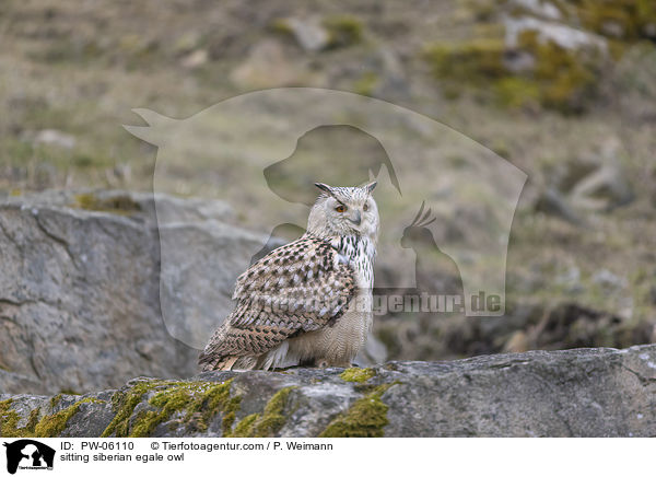sitting siberian egale owl / PW-06110