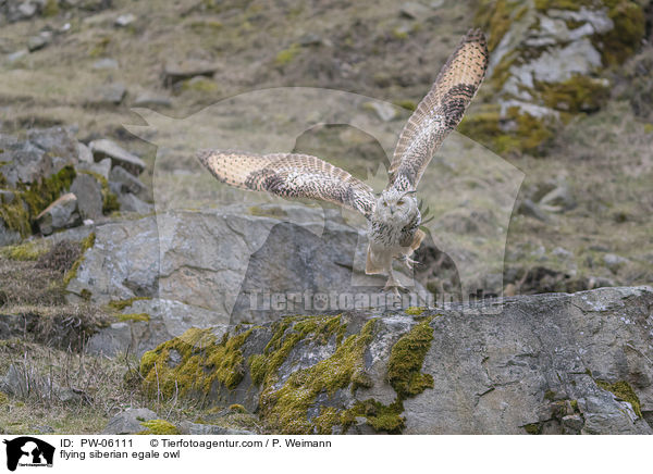 flying siberian egale owl / PW-06111
