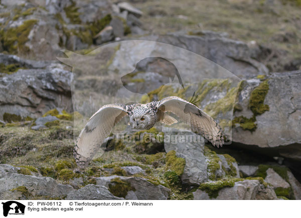 flying siberian egale owl / PW-06112