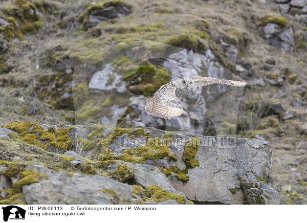 flying siberian egale owl / PW-06113