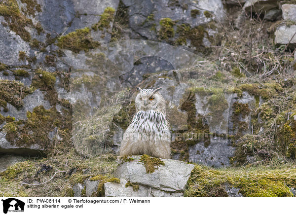 sitting siberian egale owl / PW-06114