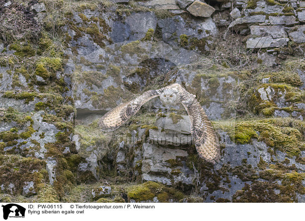 flying siberian egale owl / PW-06115