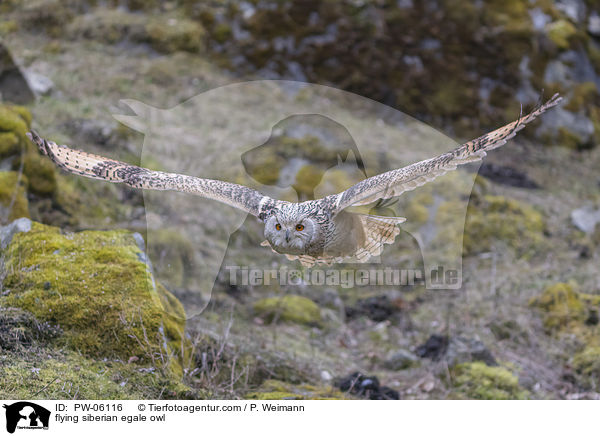 flying siberian egale owl / PW-06116