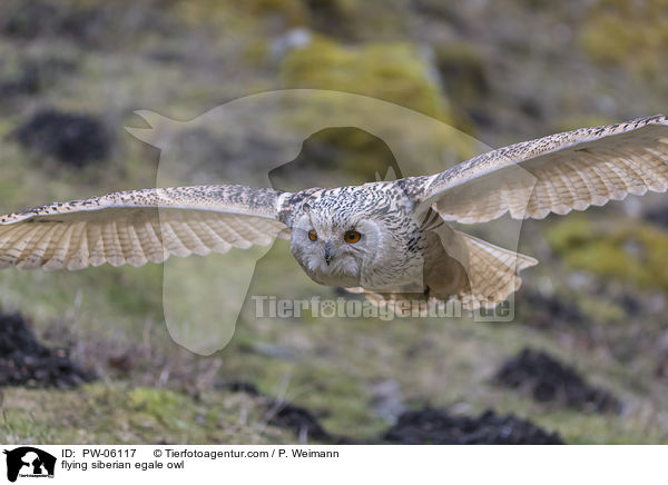 flying siberian egale owl / PW-06117