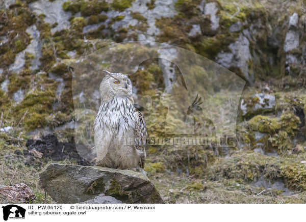 sitting siberian egale owl / PW-06120