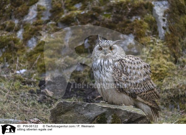 sitting siberian egale owl / PW-06122